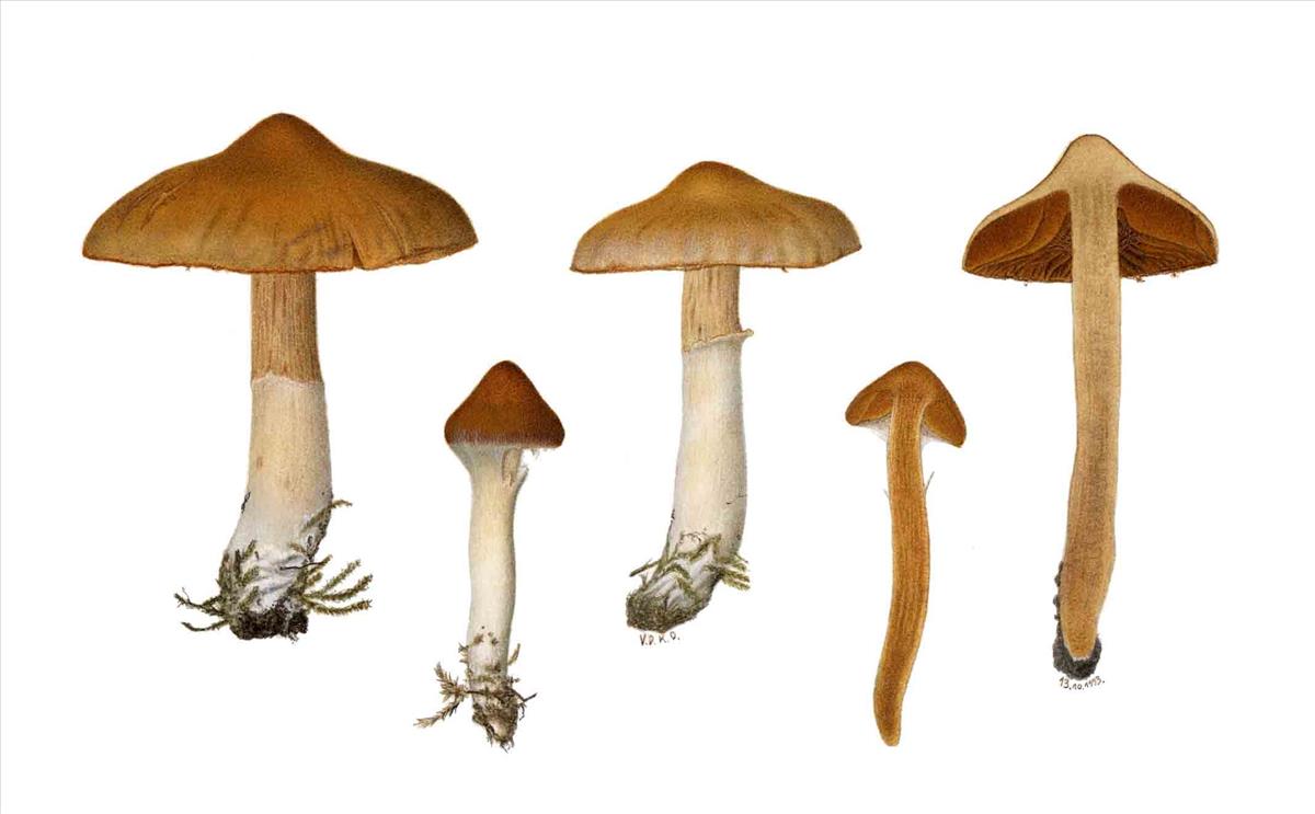 Cortinarius hinnuleoscitus (door Omer Van de Kerckhove)